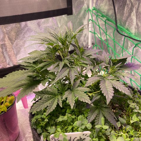 Pound Cake Auto growlog timeline photo