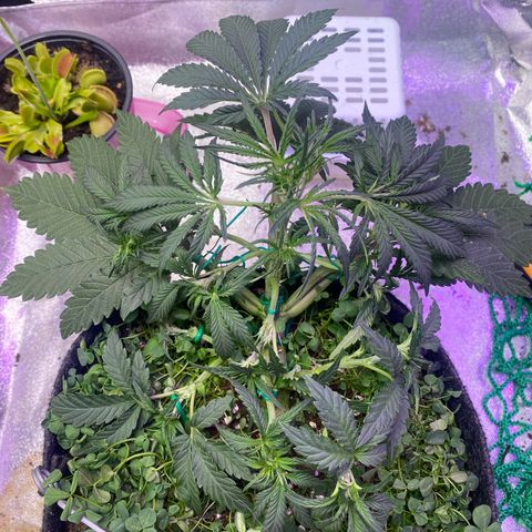 Pound Cake Auto growlog timeline photo