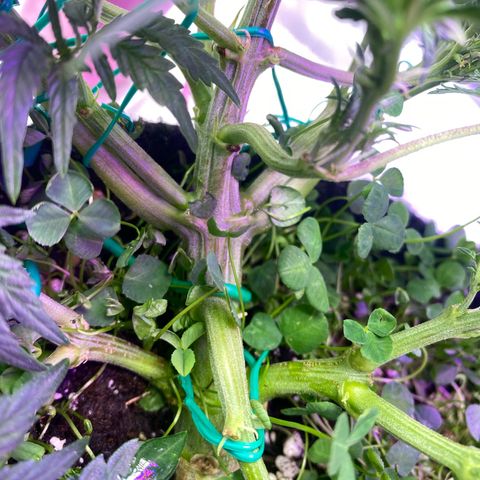 Pound Cake Auto growlog timeline photo