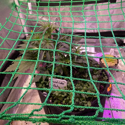 Pound Cake Auto growlog timeline photo