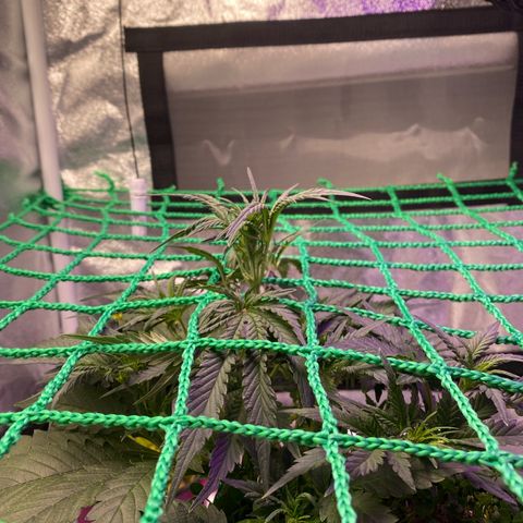 Pound Cake Auto growlog timeline photo