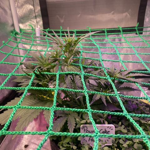 Pound Cake Auto growlog timeline photo