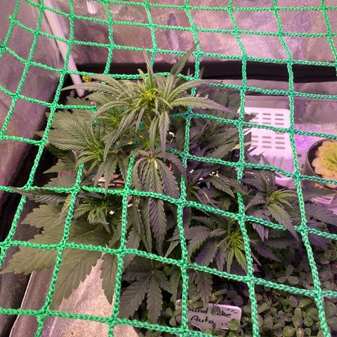 Pound Cake Auto growlog timeline photo