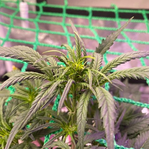 Pound Cake Auto growlog timeline photo