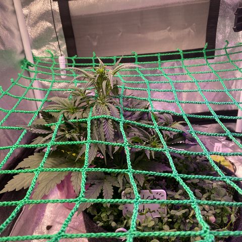 Pound Cake Auto growlog timeline photo