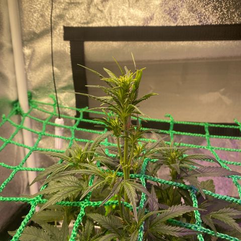 Pound Cake Auto growlog timeline photo