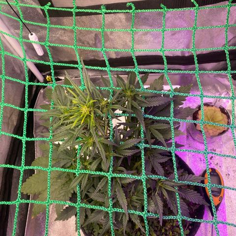 Pound Cake Auto growlog timeline photo