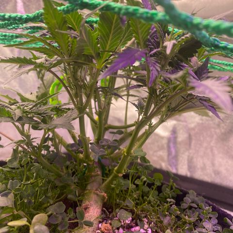 Pound Cake Auto growlog timeline photo
