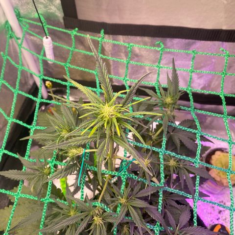 Pound Cake Auto growlog timeline photo