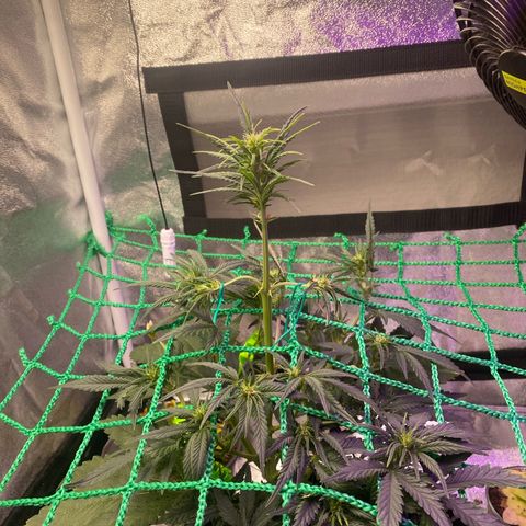Pound Cake Auto growlog timeline photo