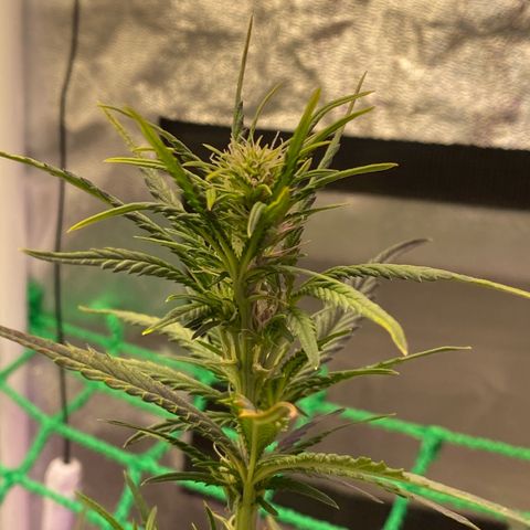 Pound Cake Auto growlog timeline photo
