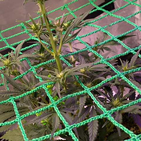Pound Cake Auto growlog timeline photo