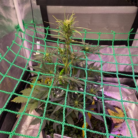 Pound Cake Auto growlog timeline photo