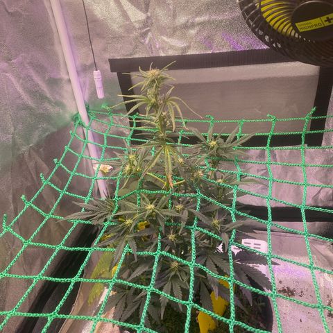 Pound Cake Auto growlog timeline photo