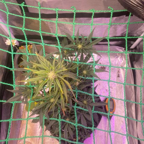 Pound Cake Auto growlog timeline photo