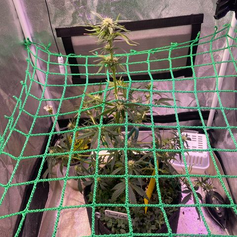 Pound Cake Auto growlog timeline photo