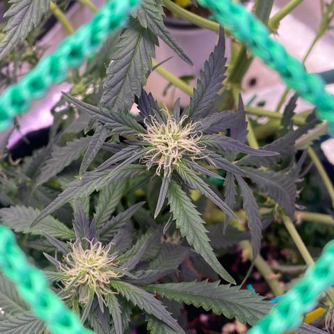 Pound Cake Auto growlog timeline photo