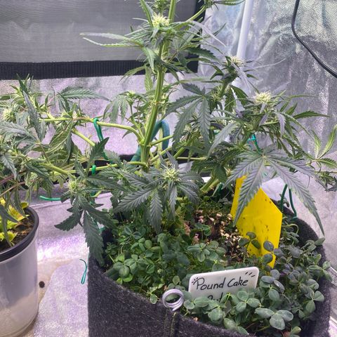 Pound Cake Auto growlog timeline photo