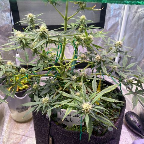 Pound Cake Auto growlog timeline photo