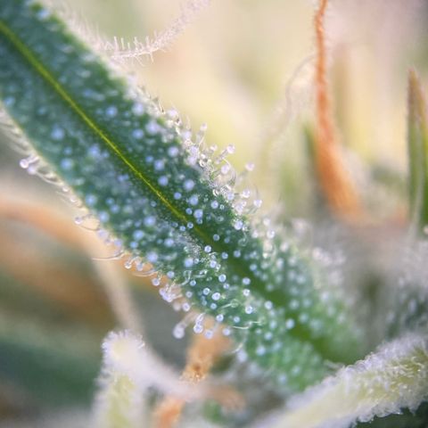 Pound Cake Auto growlog photo: Unter 200x Mikroskop 