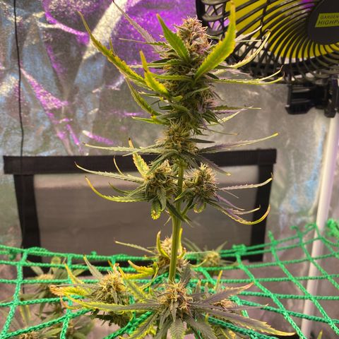 Pound Cake Auto growlog timeline photo