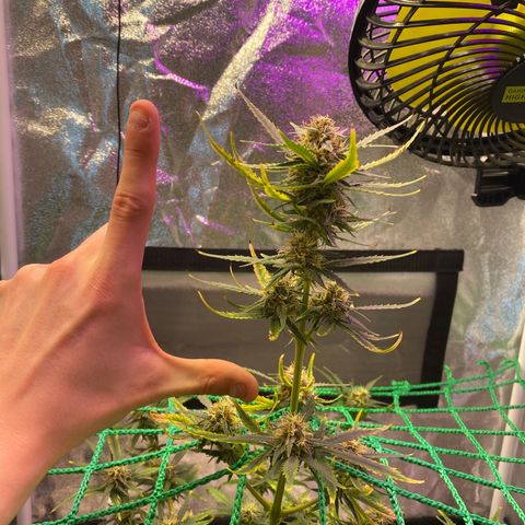 Pound Cake Auto growlog timeline photo