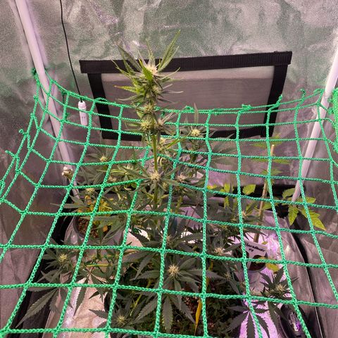 Pound Cake Auto growlog timeline photo