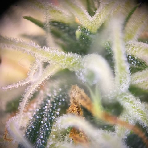 Pound Cake Auto growlog photo: Unter 200x Mikroskop 