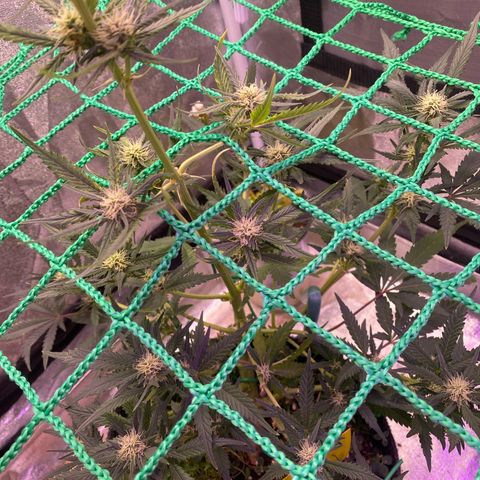Pound Cake Auto growlog timeline photo