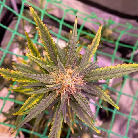 Pound Cake Auto growlog timeline photo
