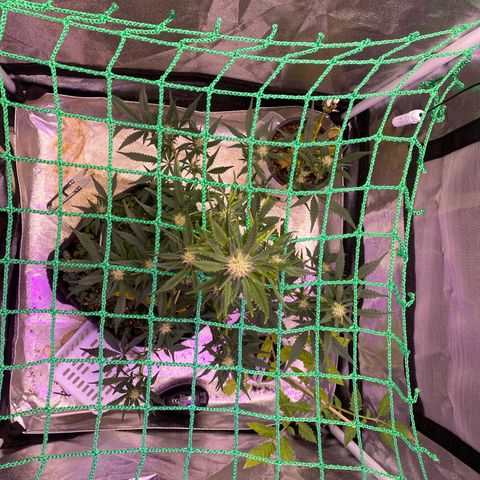 Pound Cake Auto growlog timeline photo