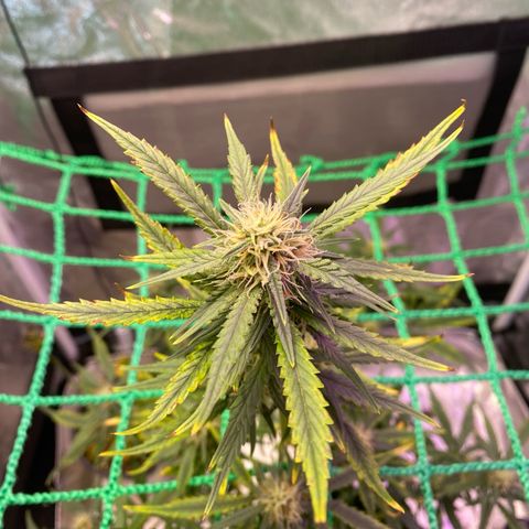 Pound Cake Auto growlog timeline photo