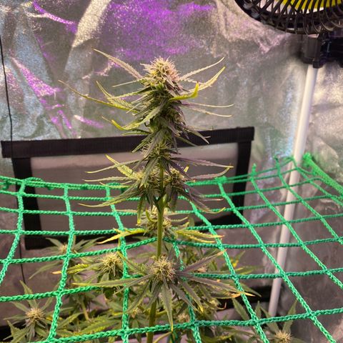 Pound Cake Auto growlog timeline photo