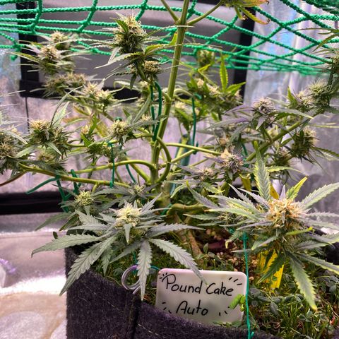Pound Cake Auto growlog timeline photo