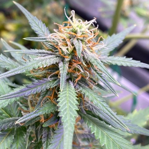 Pound Cake Auto growlog timeline photo