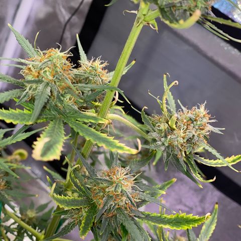 Pound Cake Auto growlog timeline photo