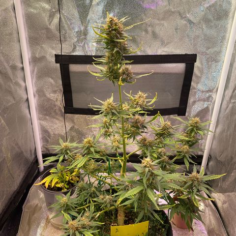 Pound Cake Auto growlog timeline photo