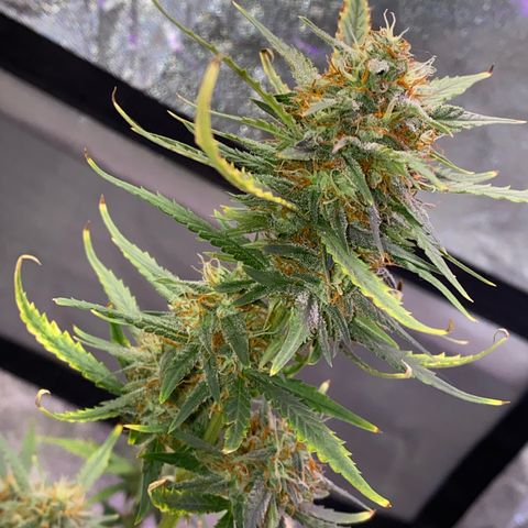 Pound Cake Auto growlog timeline photo