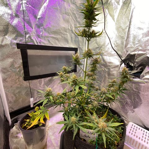 Pound Cake Auto growlog timeline photo