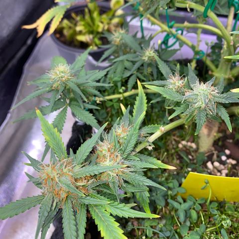 Pound Cake Auto growlog timeline photo
