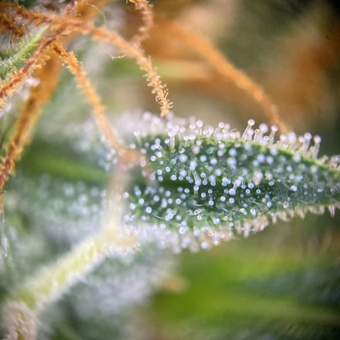 Pound Cake Auto growlog timeline photo