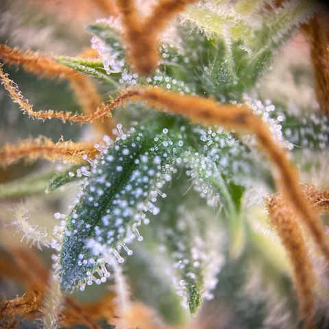 Pound Cake Auto growlog timeline photo