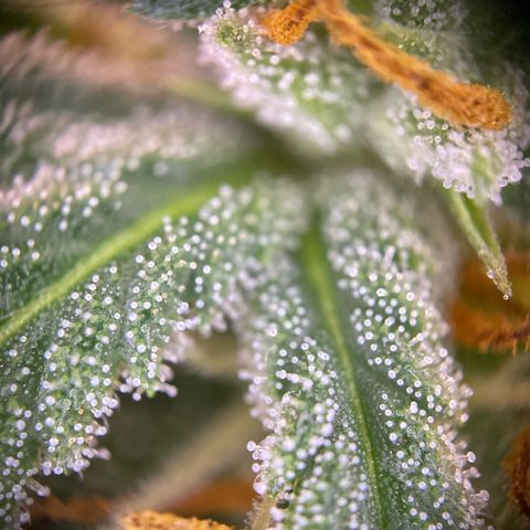 Pound Cake Auto growlog timeline photo