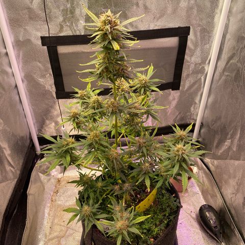 Pound Cake Auto growlog timeline photo
