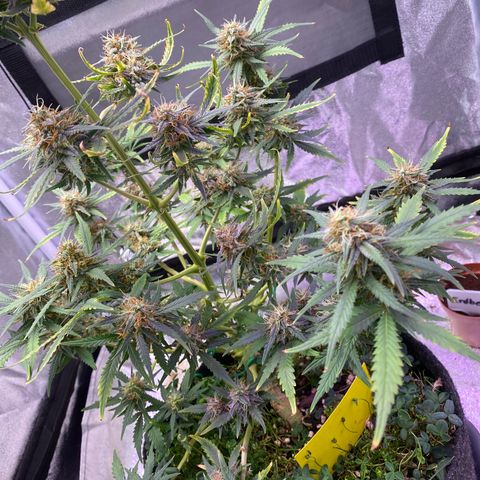 Pound Cake Auto growlog timeline photo