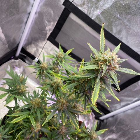 Pound Cake Auto growlog timeline photo