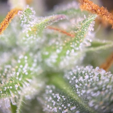 Pound Cake Auto growlog timeline photo