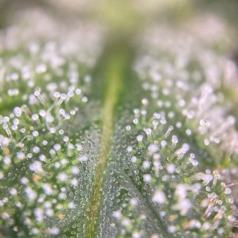 Pound Cake Auto growlog timeline photo