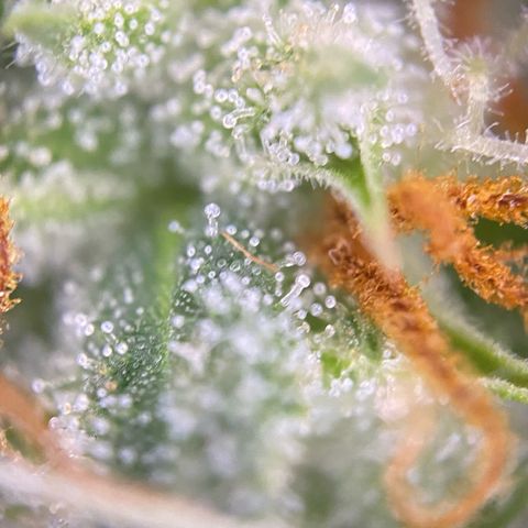 Pound Cake Auto growlog timeline photo