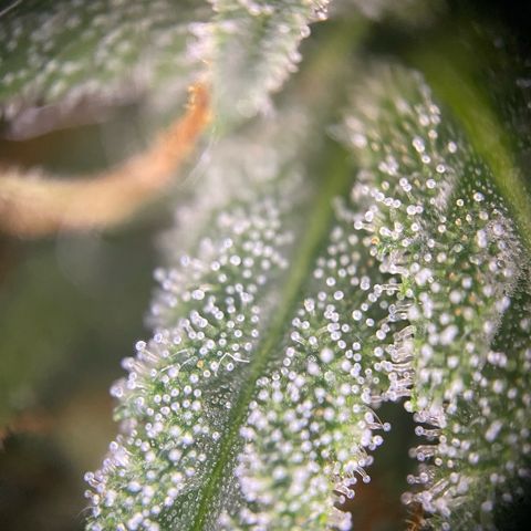 Pound Cake Auto growlog timeline photo
